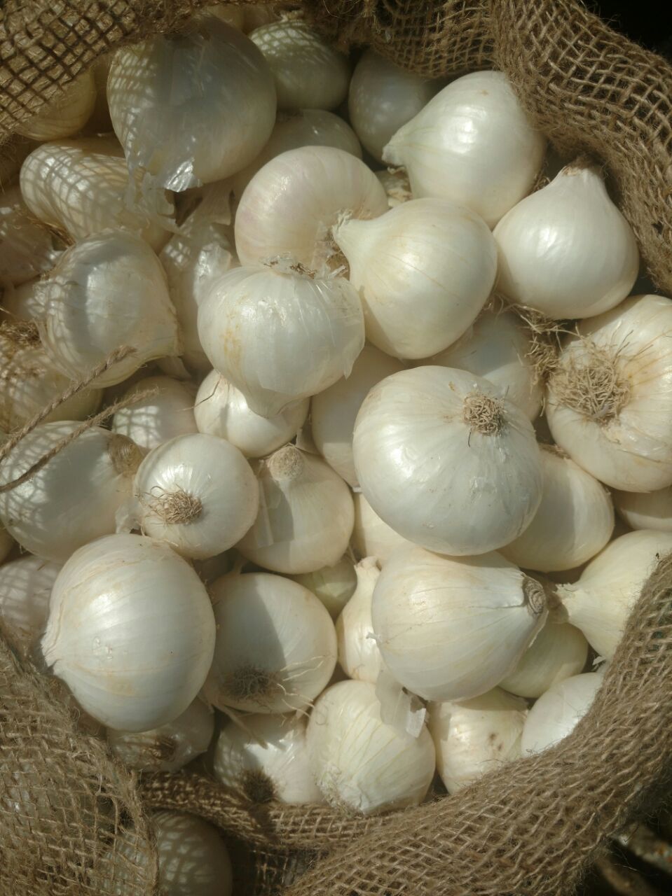 White Fresh Onion