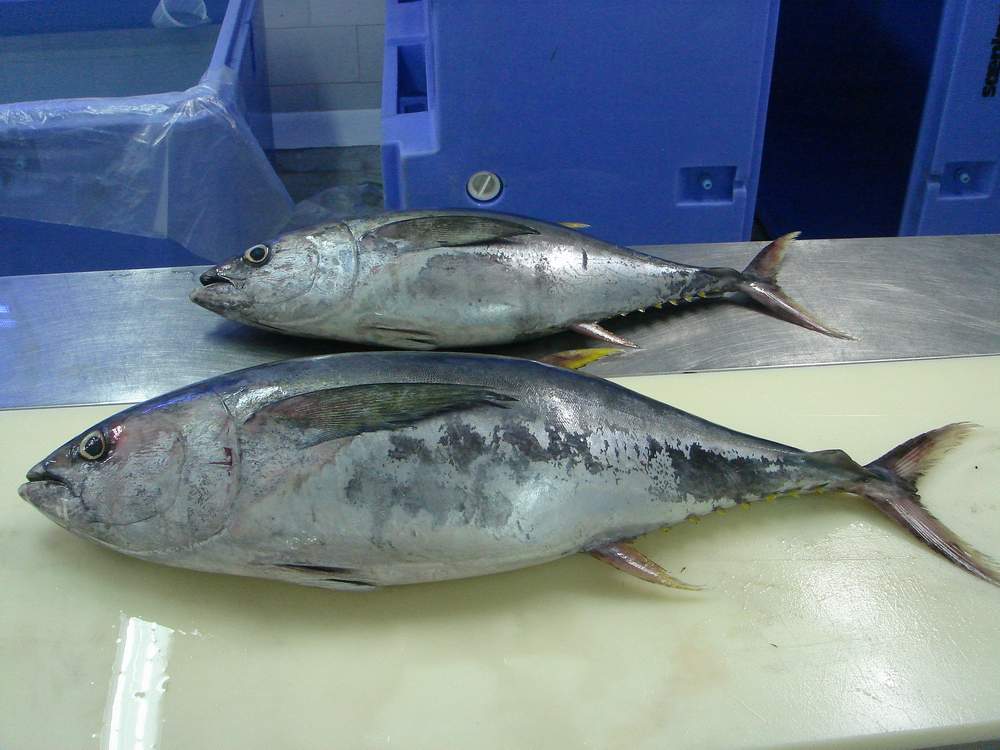Fresh Chilled Yellow Fin Tuna