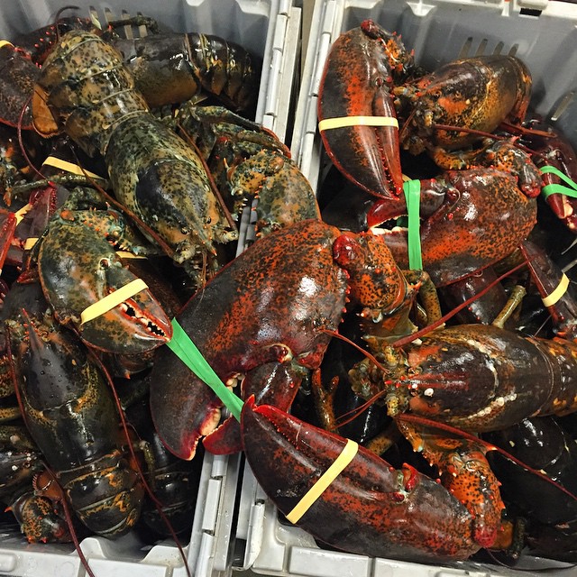 lobsters for sale 